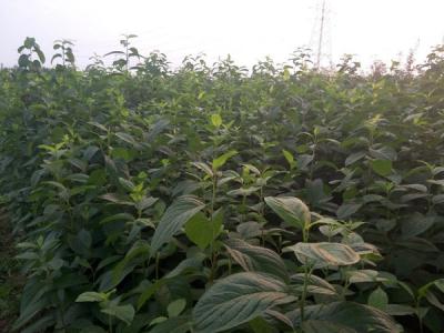 杜仲樹的藥用價值體現(xiàn)在什么方面？