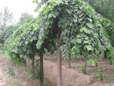 大葉垂榆是龍爪槐嗎？