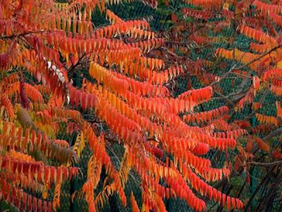 火炬樹有毒么？