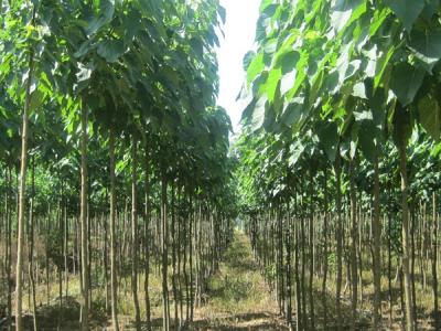 楸樹(shù)都有什么用，功效是什么