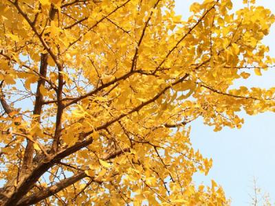 銀杏樹的果實(shí)有什么作用？