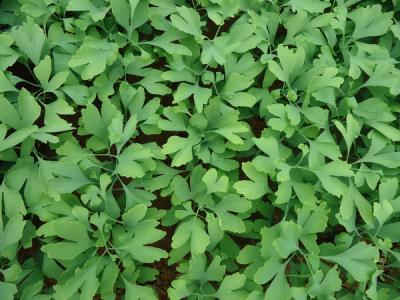 銀杏樹小苗去哪買，怎么買