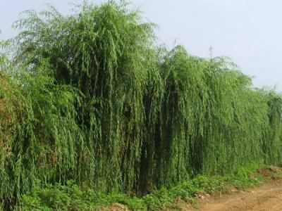 垂柳樹(shù)苗的購(gòu)買(mǎi)