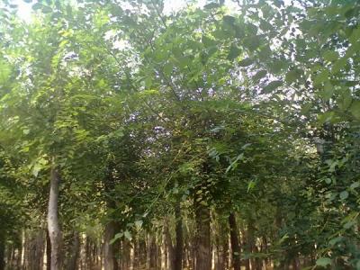 嫁接香花槐小苗可以去哪兒買？