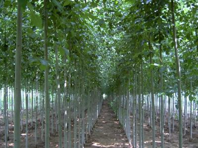 毛白楊有著什么功效和價值？