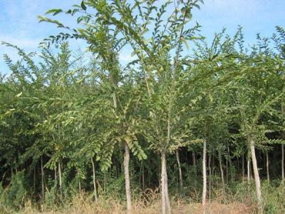 長枝榆什么時候上市的，價格是多少