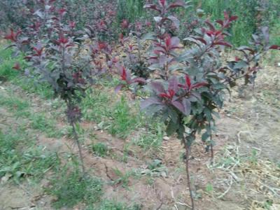 10公分紫葉矮櫻小苗價(jià)格是多少,去哪買(mǎi)