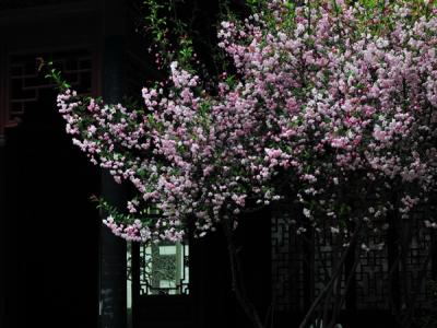 西府海棠的規(guī)格，尺寸以及價(jià)格最新報(bào)表