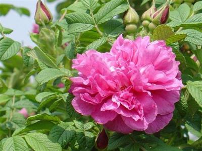 四季玫瑰常見(jiàn)的繁殖方式是什么，應(yīng)該注意些什么