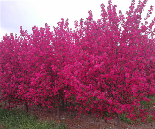 絢麗海棠 絢麗海棠