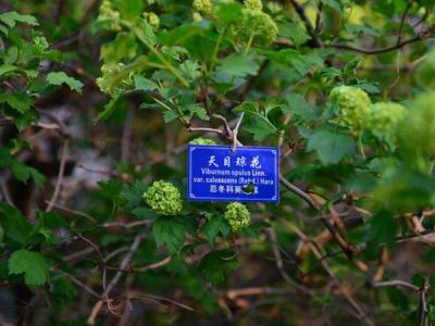 天目瓊花這味藥藥效如何體現(xiàn) ？