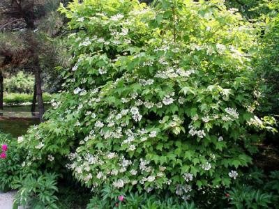 應(yīng)該如何區(qū)別天目瓊花以及瓊花 ？