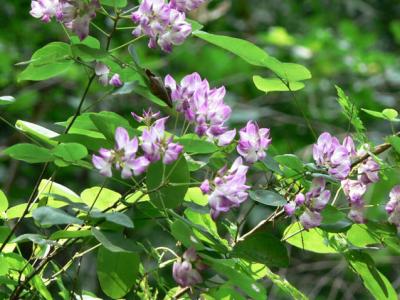 胡枝子的藥用保健價值