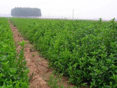 大葉黃楊不能在家里種，有什么原因 ？