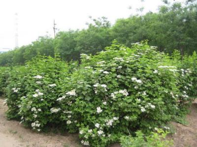 天目瓊花小苗可以去哪兒買(mǎi) ？