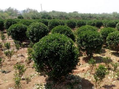 大葉黃楊小苗應(yīng)該去哪里購(gòu)買比較好 ？