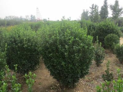 大葉黃楊和冬青有什么區(qū)別 ？