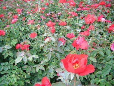 紅帽月季種子和小苗去哪里購買？