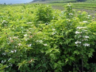 天目瓊花的花語(yǔ)又是什么代表了什么 ？