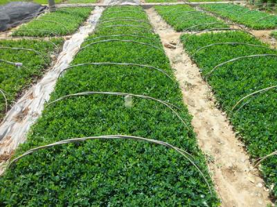 大葉黃楊常見的繁殖方式包括什么，注意些什么 ？