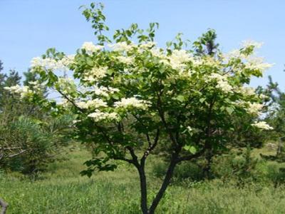 暴馬丁香可以長多高 ？