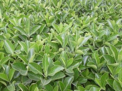 為什么自己家里并不推薦大家種植大葉黃楊 ？