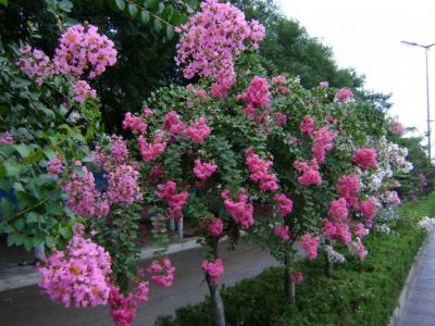 紫薇的由來是什么，關(guān)于紫薇的傳說是什么 ？