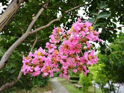 常見(jiàn)的紫薇全身都是寶，這些藥用價(jià)值你知道嗎 ？