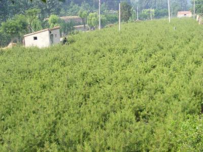 白皮松在生長期間應(yīng)該如何管理 ？