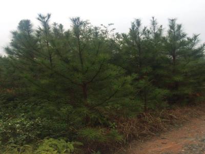 白皮松小苗應(yīng)該去哪里買 ？