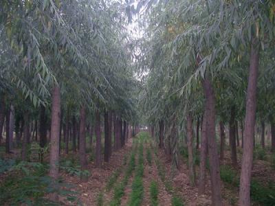 速生柳的用途都有哪些？