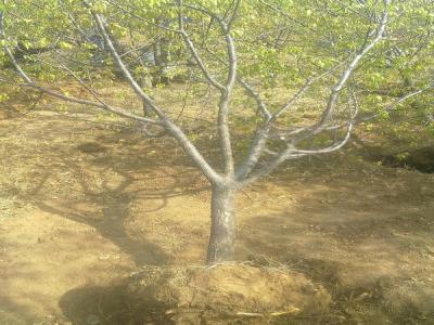 山杏多少錢(qián)一棵