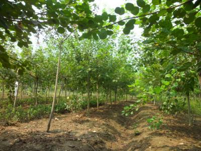 白蠟樹(shù)小苗多少錢(qián)一棵