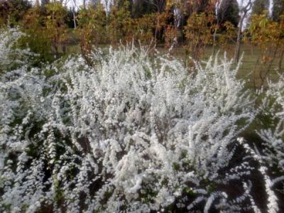 珍珠繡線菊的花語(yǔ)是什么