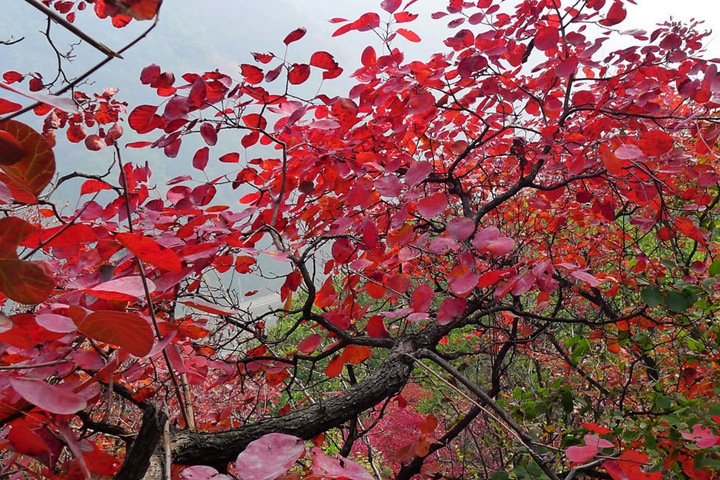 黃櫨種子圖片_價格_育苗方法 黃櫨種子圖片_價格_育苗方法