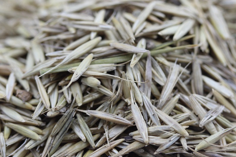 1635332041574237.jpg 披堿草 (3).JPG