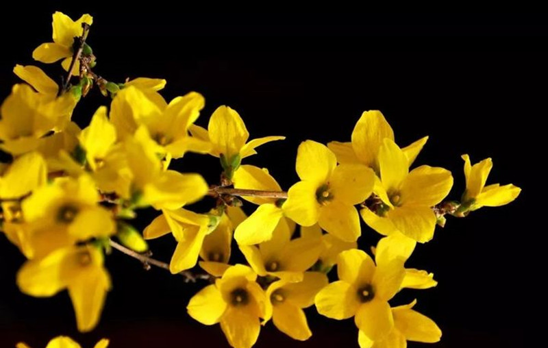 迎春花和連翹花有什么區(qū)別？