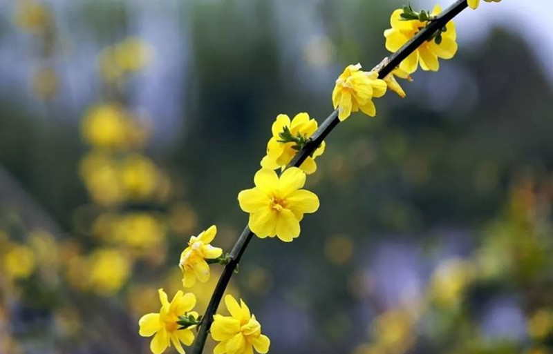 迎春花和連翹花有什么區(qū)別？