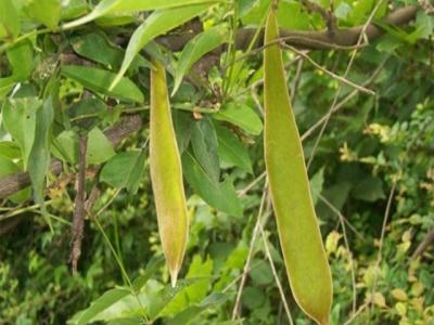 皂角的作用功效有哪些？