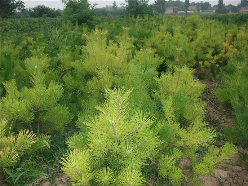 1636342792823733.jpg 66.jpg