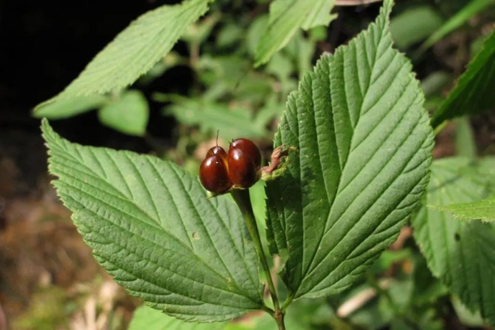 雞麻圖片_價(jià)格_養(yǎng)護(hù)方法 雞麻圖片_價(jià)格_養(yǎng)護(hù)方法