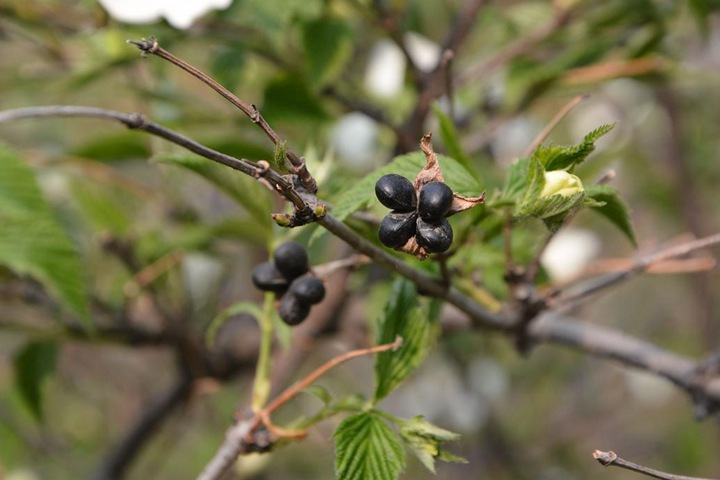 雞麻圖片_價(jià)格_養(yǎng)護(hù)方法 雞麻圖片_價(jià)格_養(yǎng)護(hù)方法