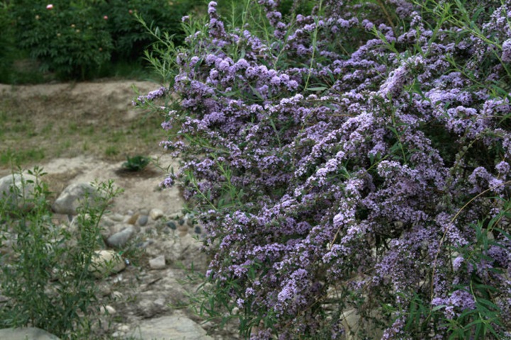 醉魚(yú)木 醉魚(yú)木