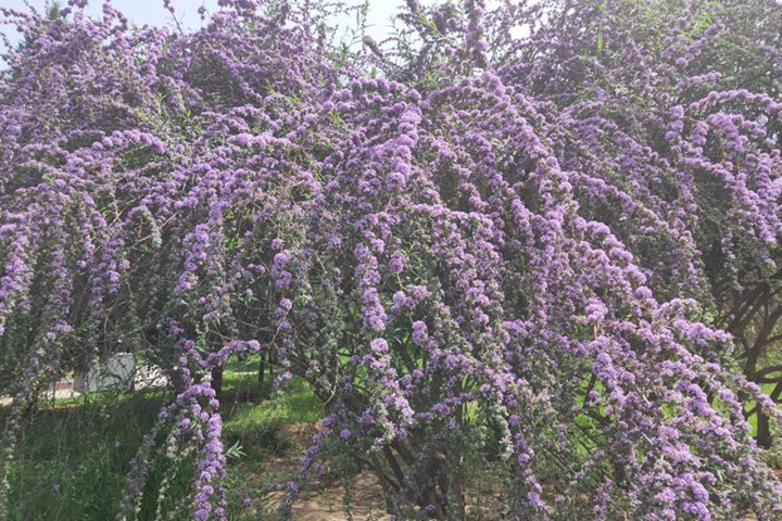 醉魚(yú)木 醉魚(yú)木