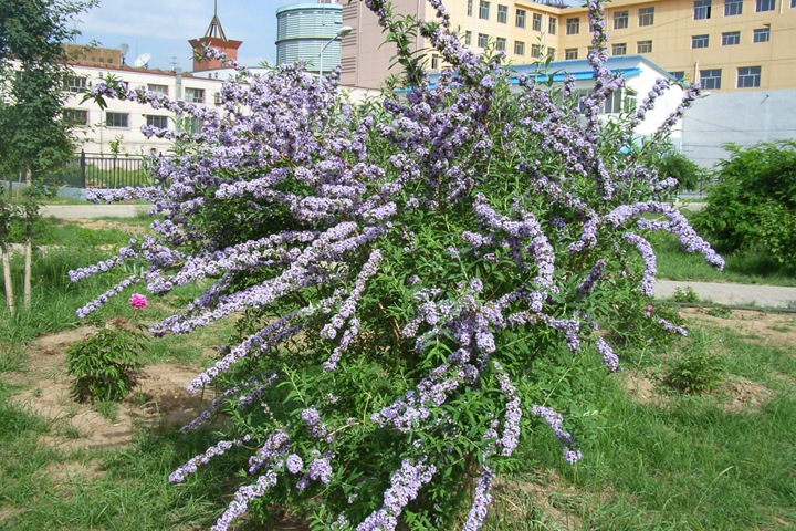 醉魚(yú)木 醉魚(yú)木