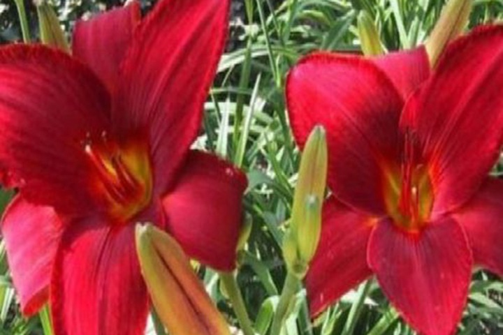 紅寶石萱草 紅寶石萱草