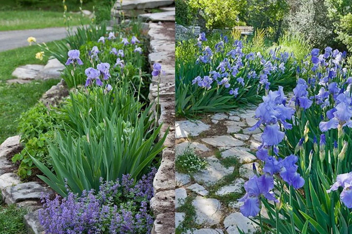 德國鳶尾圖片_花語_價格 德國鳶尾圖片_花語_價格