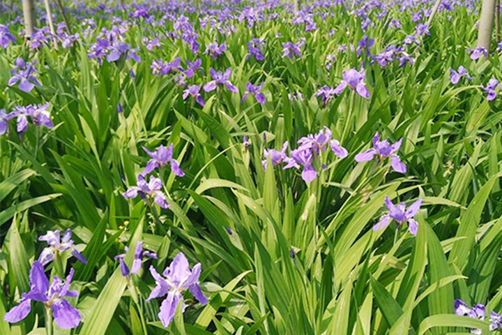 德國鳶尾圖片_花語_價格 德國鳶尾圖片_花語_價格
