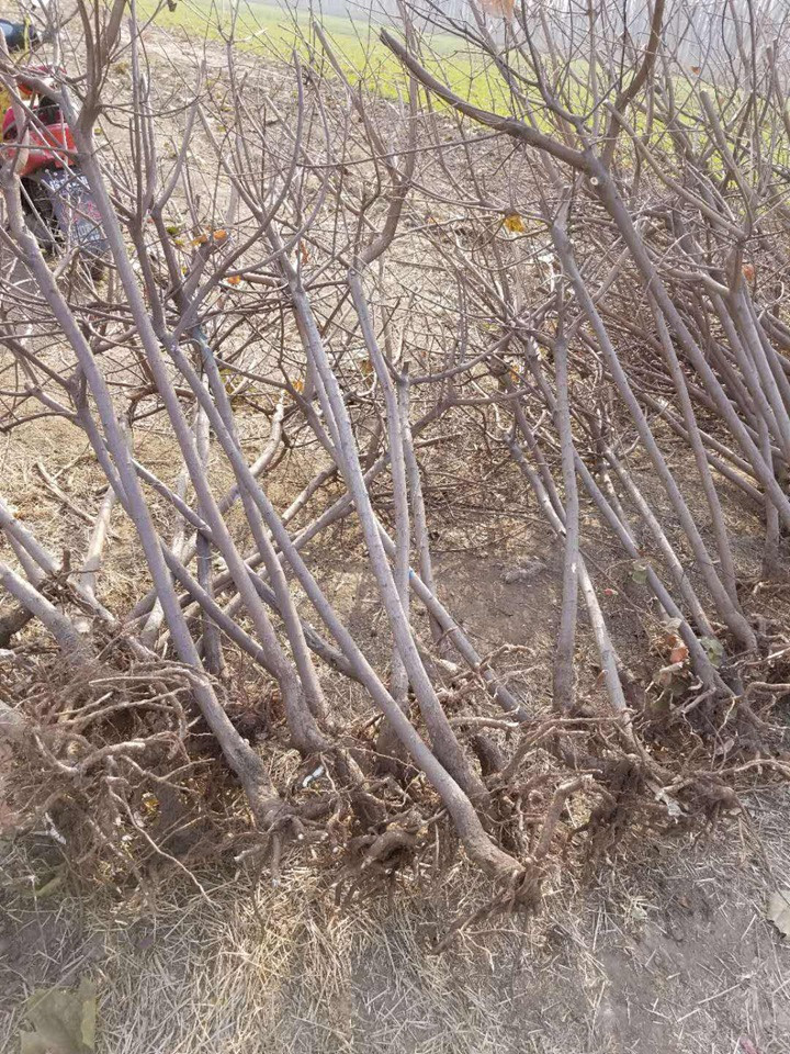 黃櫨小苗 黃櫨小苗