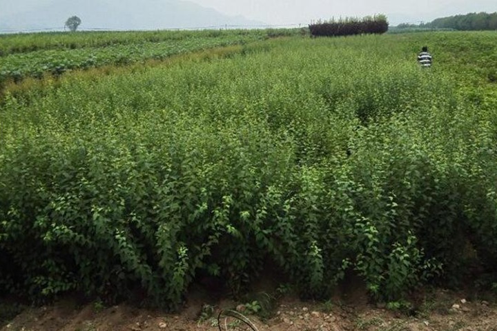 叢生重瓣榆葉梅 叢生重瓣榆葉梅